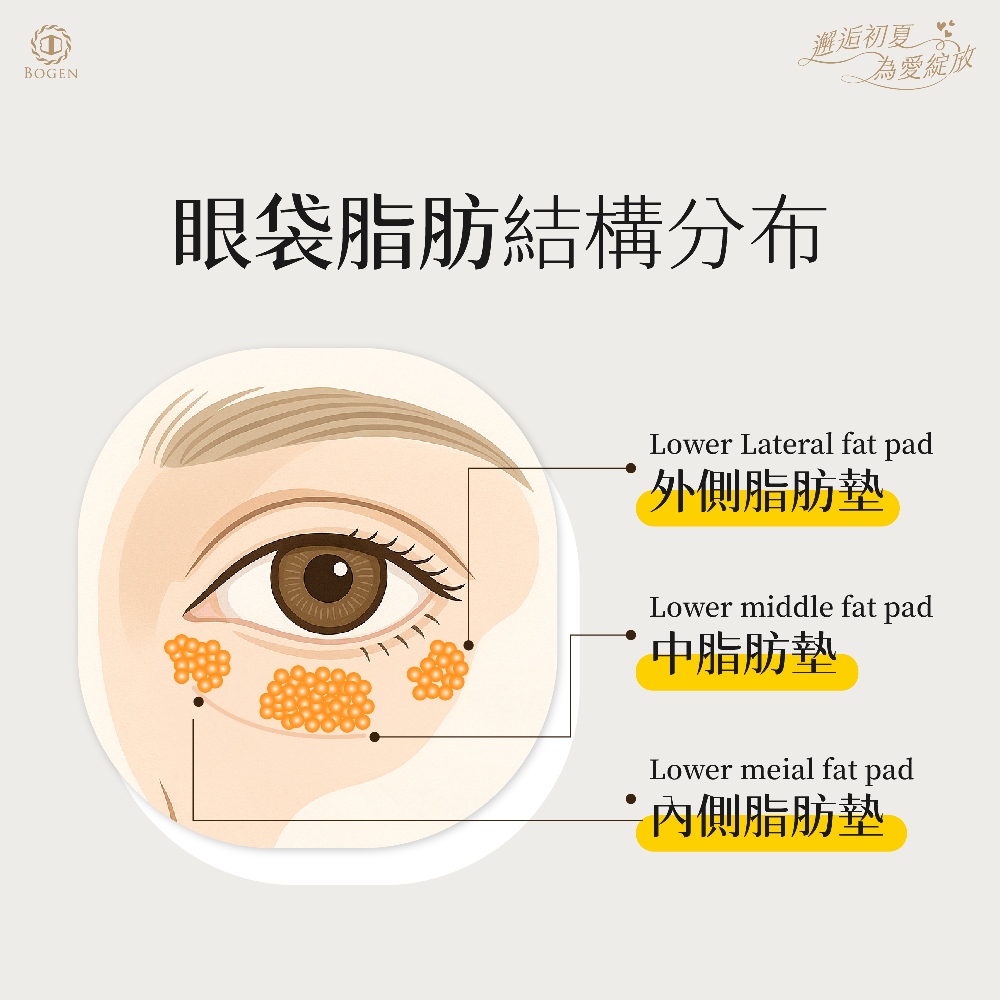 眼袋脂肪結構,眼袋分布,眼袋,博恩妍
